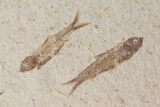 Shale With Five Fossil Fish (Knightia) - Wyoming #111247-1